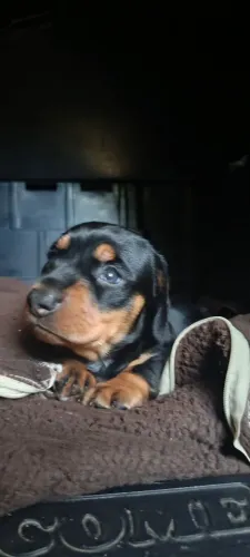 Filhote de linguicinha