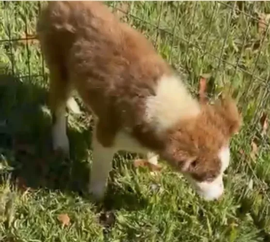 Border collie excelente qualidade 
