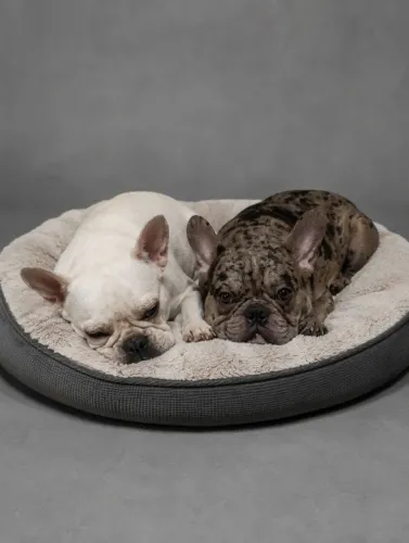 Bulldog francês ( casal )