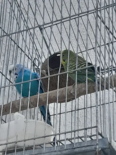 Gaiola com  bom espaço. Nova. Só liga *. 