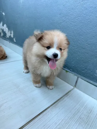 Lulu da Pomerania