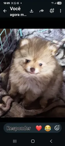 Filhotes de spitz alemão anão micros
