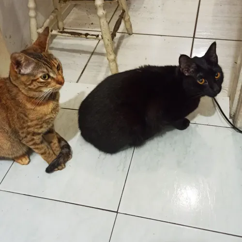 Doação de casal de gatos - Nikita e Barão (castrados, +1 ano)