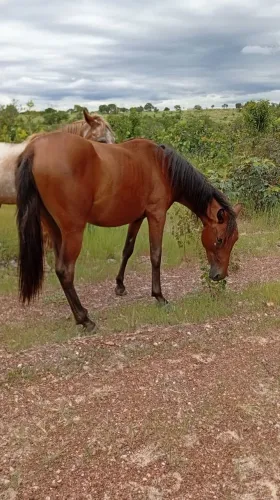 Égua para crianças