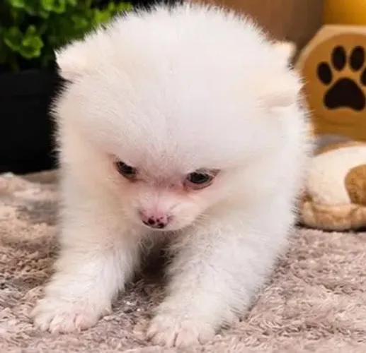 Filhote spitz lulu anao macho ursinho
