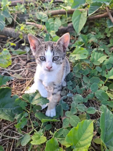 Gatinha para adoção responsável