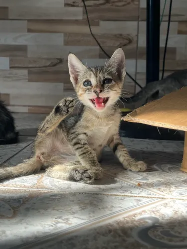 Doação de gatos (fêmea)