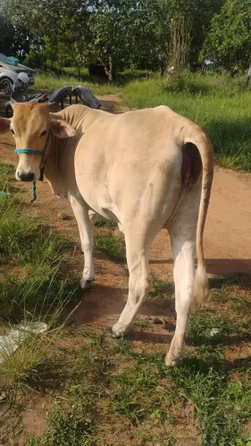 Novilha Raçuda pra Criança puxar Muito mansa