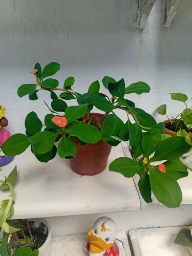 Muda planta viva