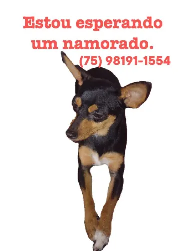 Pinscher fêmea a procura de namorado 