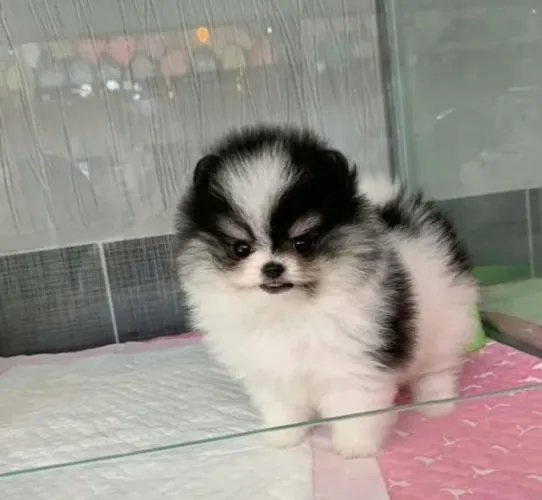 Spitz Alemão Encanto Que Renova Bons Momentos
