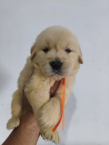 Golden com 44 dias vermifugado