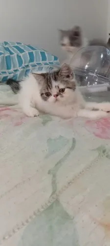 Gato Exótico filhote