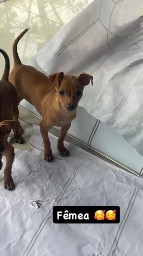 Pinscher fêmea com 3 meses de vida $2.500,00