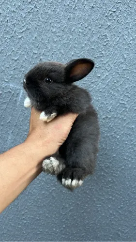 Coelhos mestiços anão com Califórnia 