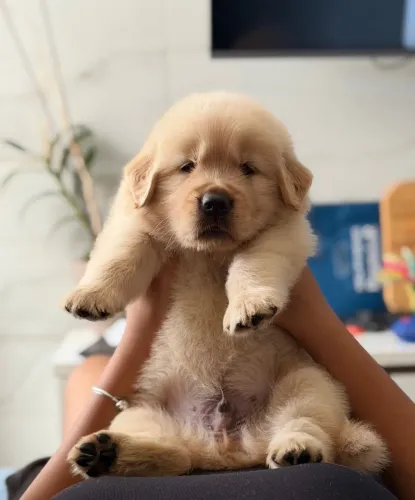 Filhotes de Golden Retriever ALTO PADRÃO