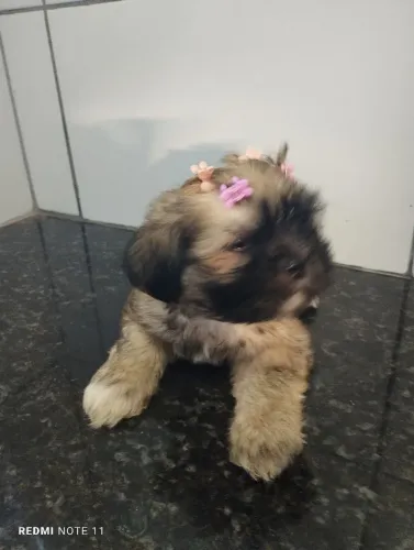 Cachorra