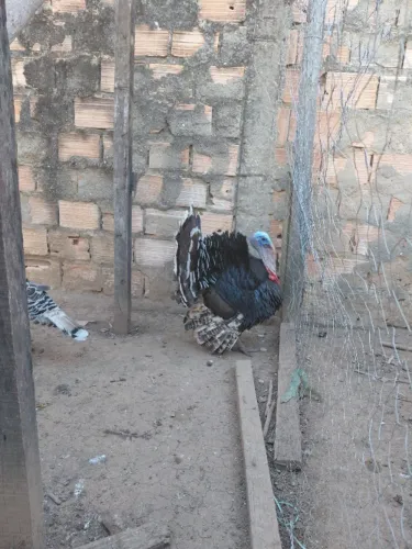Peru macho