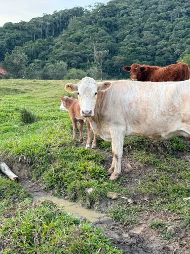 Vacas com terneira ao pé