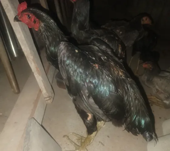 Frango caipira da raça gigante negro com carioca,.