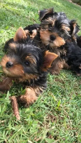 Yorkshire Terrier fofo