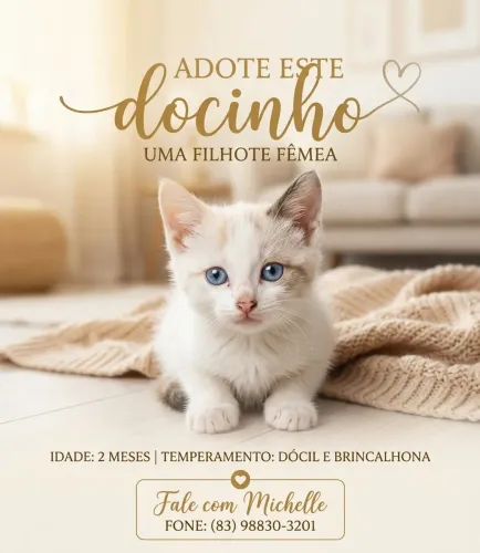 Filhote de gato fêmea