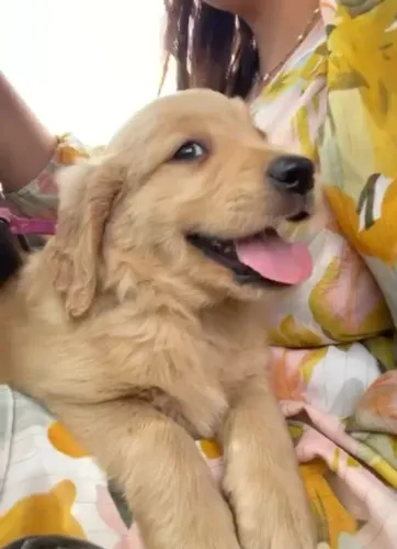 Lindo filhote de Golden Retriever