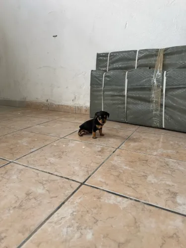 Filhotes de Pinscher