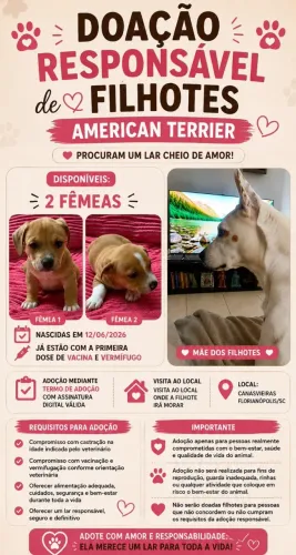 Filhotes American Terrier
