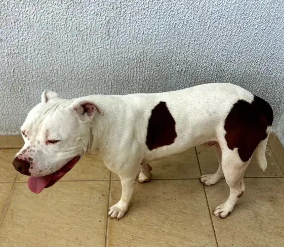 Doação pitbull macho