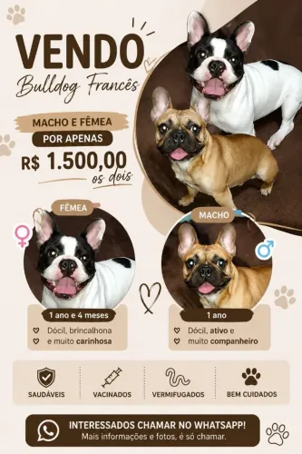 Bulldog francês Casal