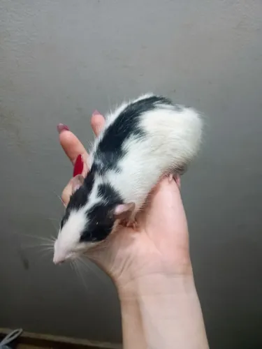 twister macho Dumbo
