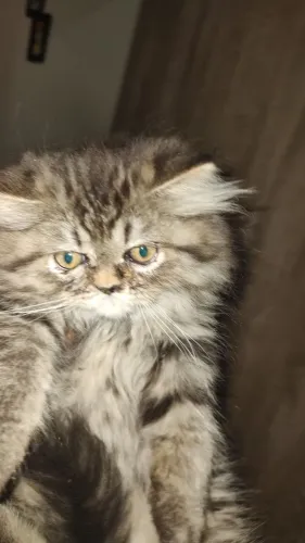 Venda de gato persa macho 