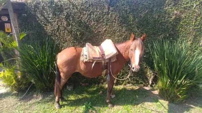 cavalo 