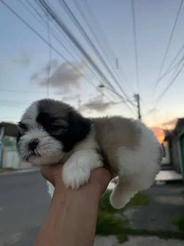 Shihtzu