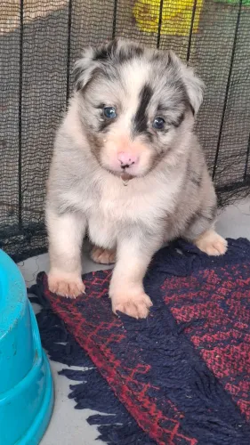 Macho com pedigree 