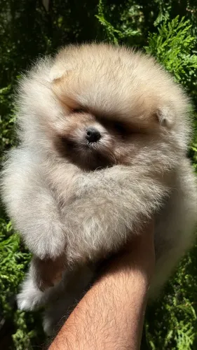 Lulu da pomerania macho 