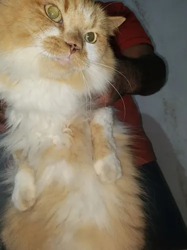 Vendo gato persa adulto cadastrado por motivo de mudança