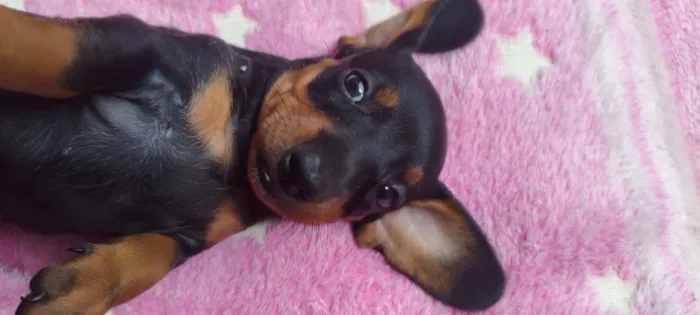 Dachshund (salsicha) FEMÊA