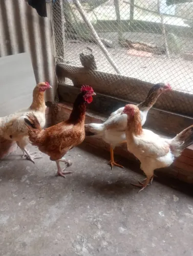 4 galinhas porte grande 