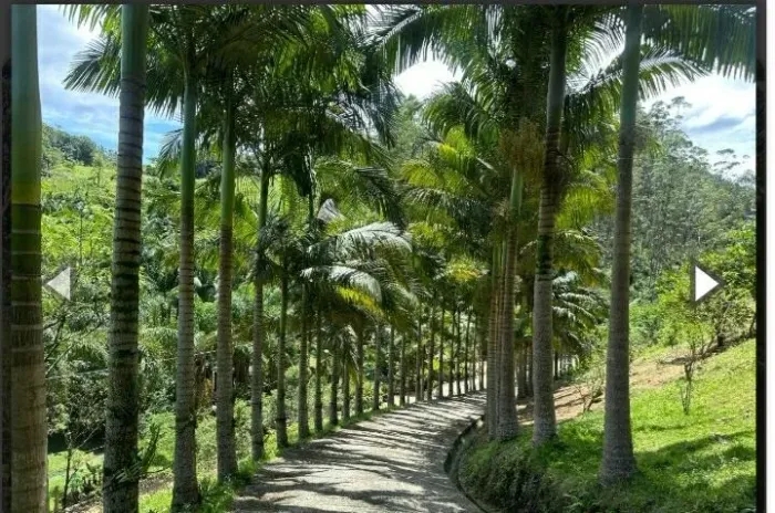 Sítio - (LINDO) 4 quartos - à venda - 3 Km do Centro de Antônio Carlos - SC