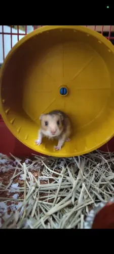 Hamster Sírio macho - Todinho