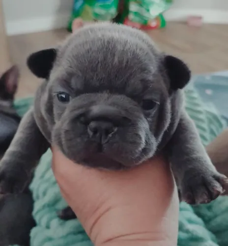 Filhote de Bulldog francês