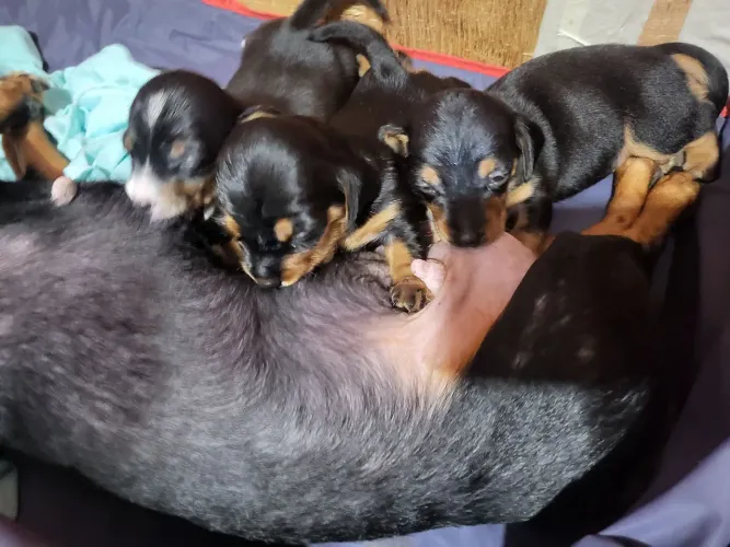 Vende-se filhotes de cachorro Dachshund Cofap Tecktel