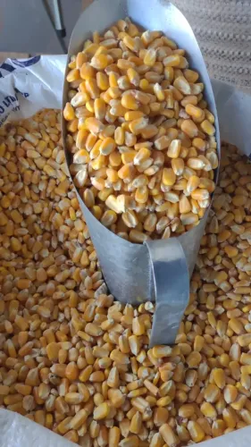 Ajudante para Loja Agropecuária