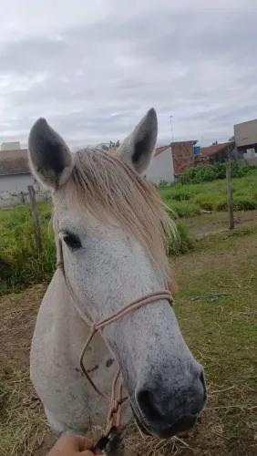 Égua crioula a venda