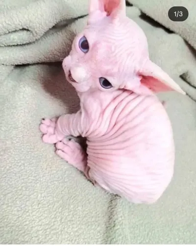 Filhotes De Sphynx " machinho"