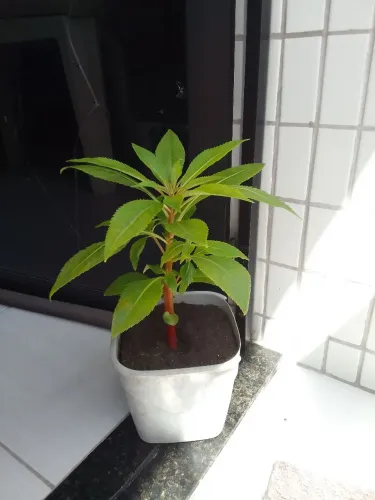 Plantas