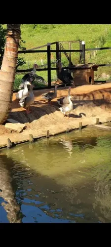 Gansos e perus a venda