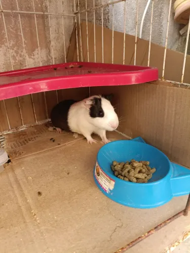 Porquinha da índia 